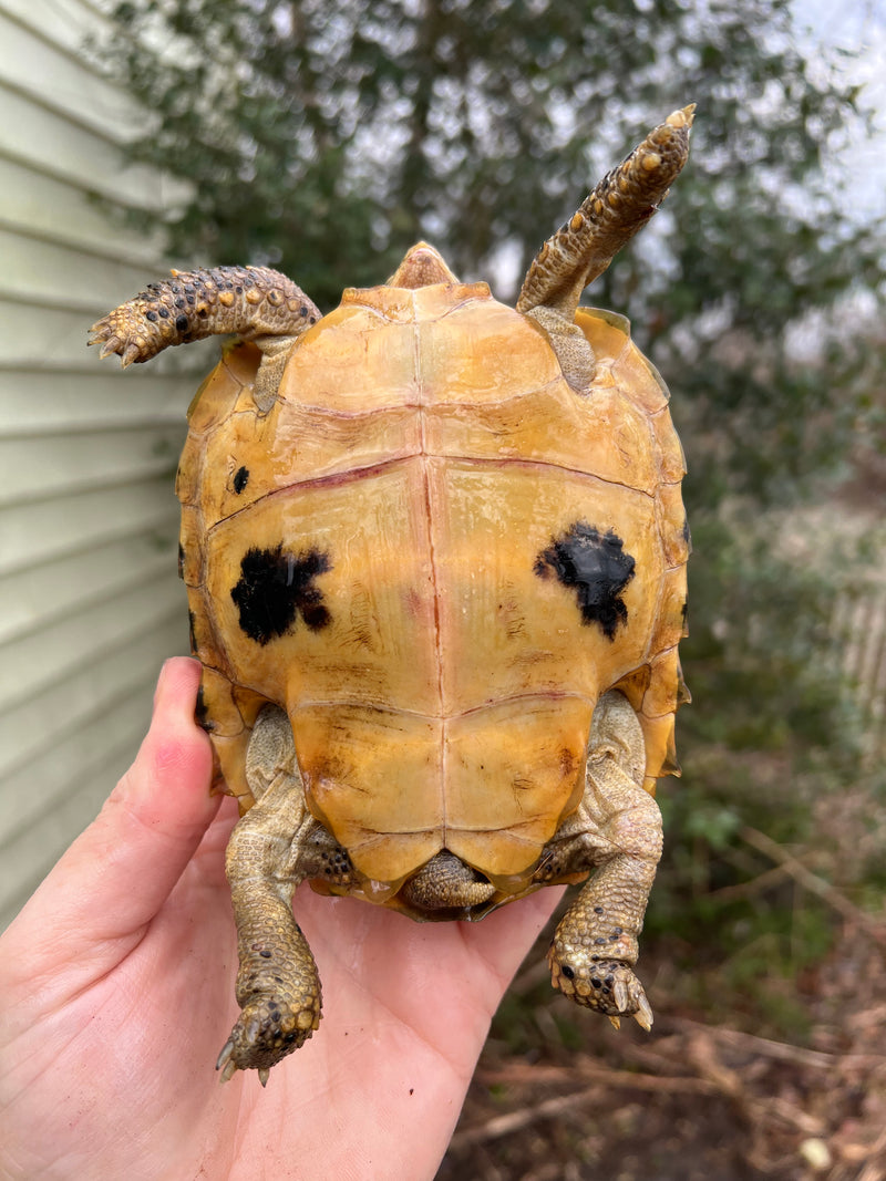 Forstens Tortoise 2020 Female 5 (Indotestudo forstenii)