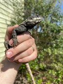 Melanistic Painted Agama (Laudakia stellio stellio)
