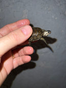 Concentric Diamondback Terrapin 2022 (Malaclemys terrapin)
