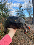 Red Foot Tortoise  Adult Female 1 (Chelonoidis carbonaria)