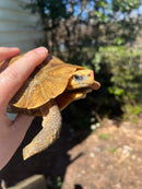 Homes Hinge-back Tortoise Adult Pair 5 (Kinixys homeana)