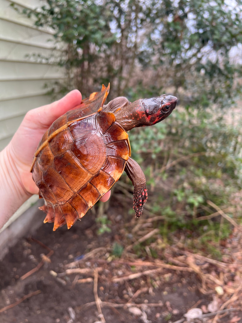 Spiny Hill Turtle CB Female 2 (Heosemys spinosa)