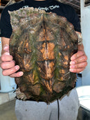 Adult Mata Mata Male 1 (Chelus fimbriata)