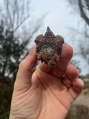 Hypomelanistic Pink Alligator Snapping Turtle Pig Tailed Macrochelys temminckii)