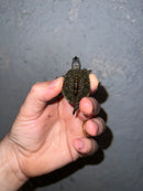 Concentric Diamondback Terrapin 2022 (Malaclemys terrapin)