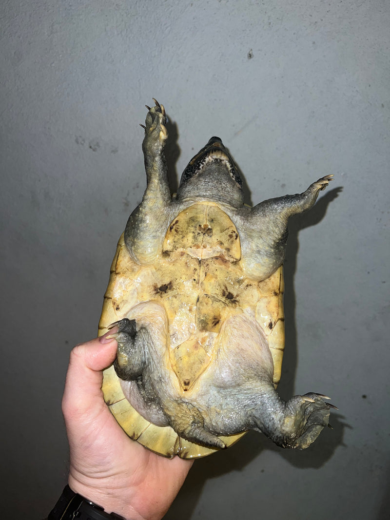 Mexican Giant Musk Adult Female 1 (Staurotypus triporcatus)