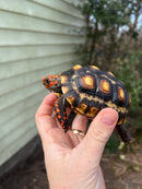 Brazilian Cherryhead Tortoise 2021