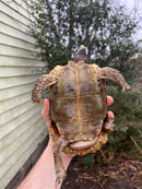 Homes Hinge-back Tortoise Adult Pair 1 (Kinixys homeana)