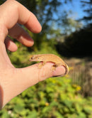 Crested Gecko Babies (Correlophus ciliatus)