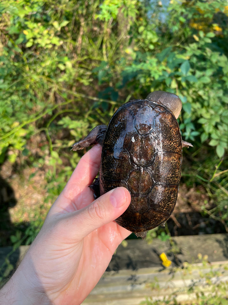 Vampire Musk Turtle Adults (Claudius angustatus)