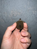 Concentric Diamondback Terrapin 2022 (Malaclemys terrapin)