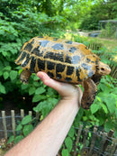 Forstens Tortoise Adult  Male 3 (Indotestudo forstenii)