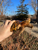Forstens Tortoise Adult  Male 7 (Indotestudo forstenii)