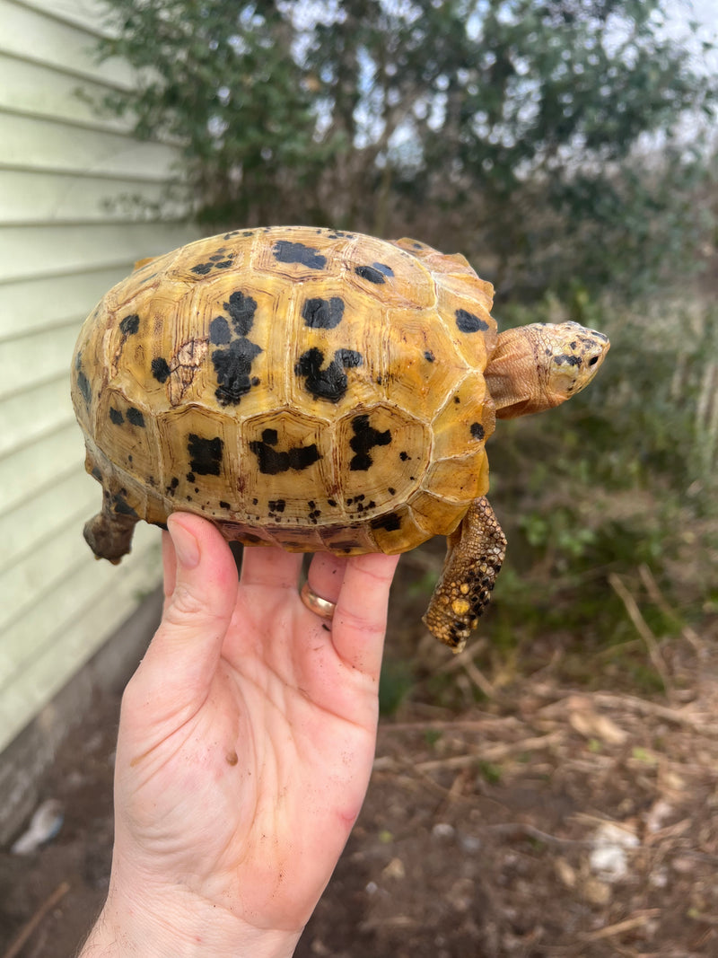 Forstens Tortoise 2020 Female 7 (Indotestudo forstenii)