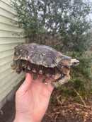 Homes Hinge-back Tortoise Adult Pair 4 (Kinixys homeana)