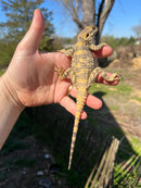 Painted Agama (Laudakia stellio brachydactyla)