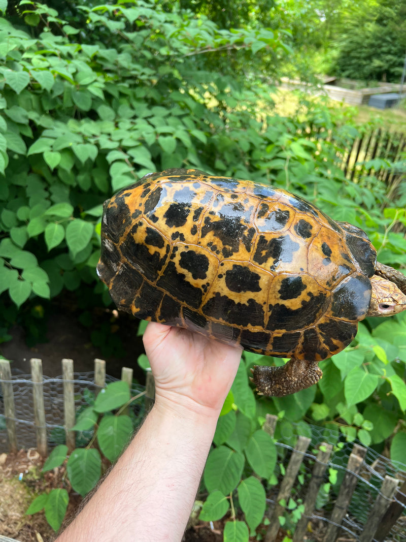 Forstens Tortoise Adult  Male 2 (Indotestudo forstenii)