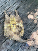 Alligator Snapping Turtle Adult Male (Macrochelys temminckii)