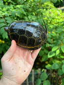 Hi  Yellow Adult European Pond Turtle Pair 2 (Emys orbicularis)