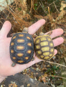 Hypo Red Foot Tortoise Baby  (Chelonoidis carbonaria)
