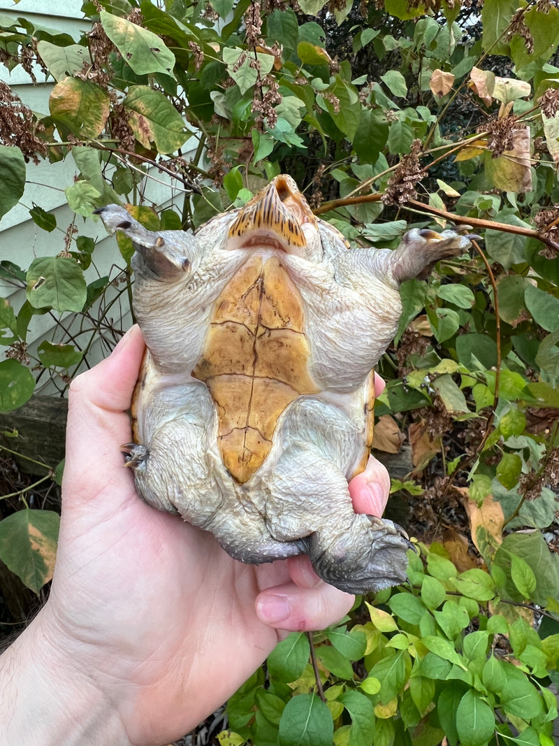 Vampire Musk Turtle Adult Male