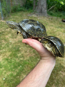 Hi  Yellow Adult European Pond Turtle Pair (Emys orbicularis)