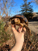 Forstens Tortoise Adult  Male 9 (Indotestudo forstenii)