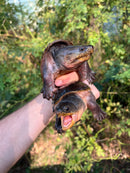Vampire Musk Turtle Adults (Claudius angustatus)