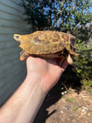 Homes Hinge-back Tortoise Adult Pair 5 (Kinixys homeana)