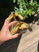 Western Hermann's Tortoise Adult Pair (Testudo hermanni hermanni)