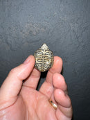 Concentric Diamondback Terrapin 2022 (Malaclemys terrapin)
