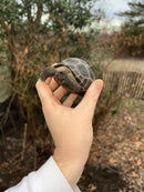 Aldabra Tortoise