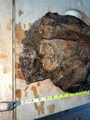 Adult Mata Mata Pair (Chelus fimbriata)