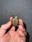 Concentric Diamondback Terrapin 2022 (Malaclemys terrapin)