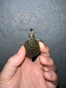 Concentric Diamondback Terrapin 2022 (Malaclemys terrapin)
