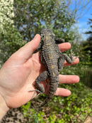 Melanistic Painted Agama (Laudakia stellio stellio)