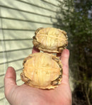 Albino African Spurred Tortoise Baby (Centrochelys sulcata)