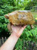 Forstens Tortoise Adult  Male 4 (Indotestudo forstenii)