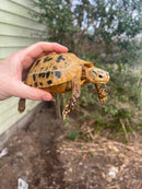 Forstens Tortoise 2020 Female 7 (Indotestudo forstenii)