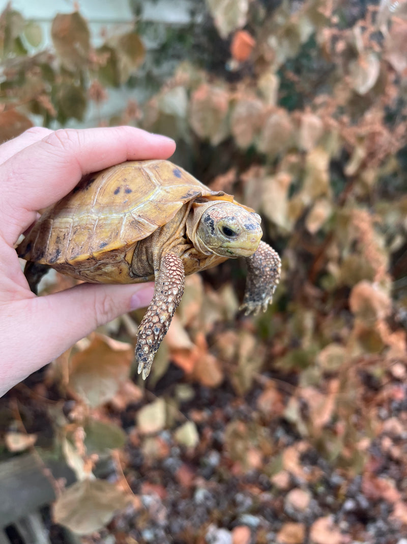 Forstens Tortoise 2020 Female 1 (Indotestudo forstenii)