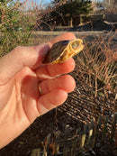 McCord's Box Turtle Baby (Cuora mccordi)
