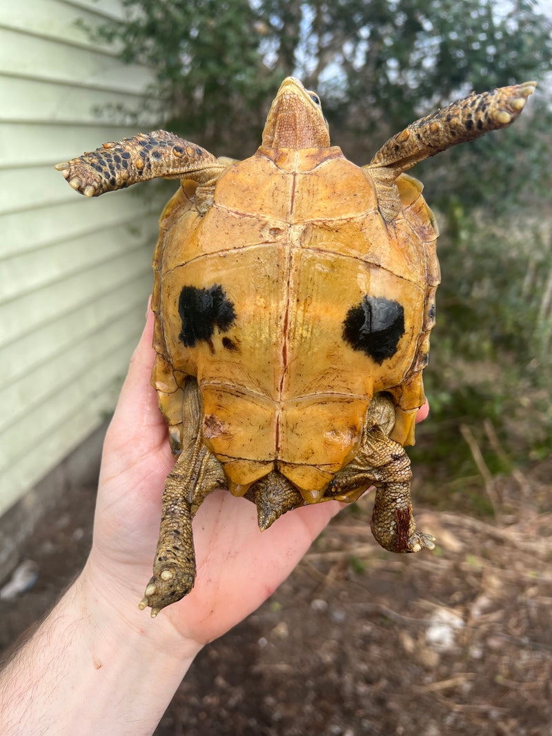 Forstens Tortoise 2020 Female 7 (Indotestudo forstenii)