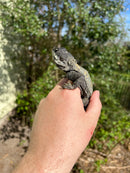 Melanistic Painted Agama (Laudakia stellio stellio)