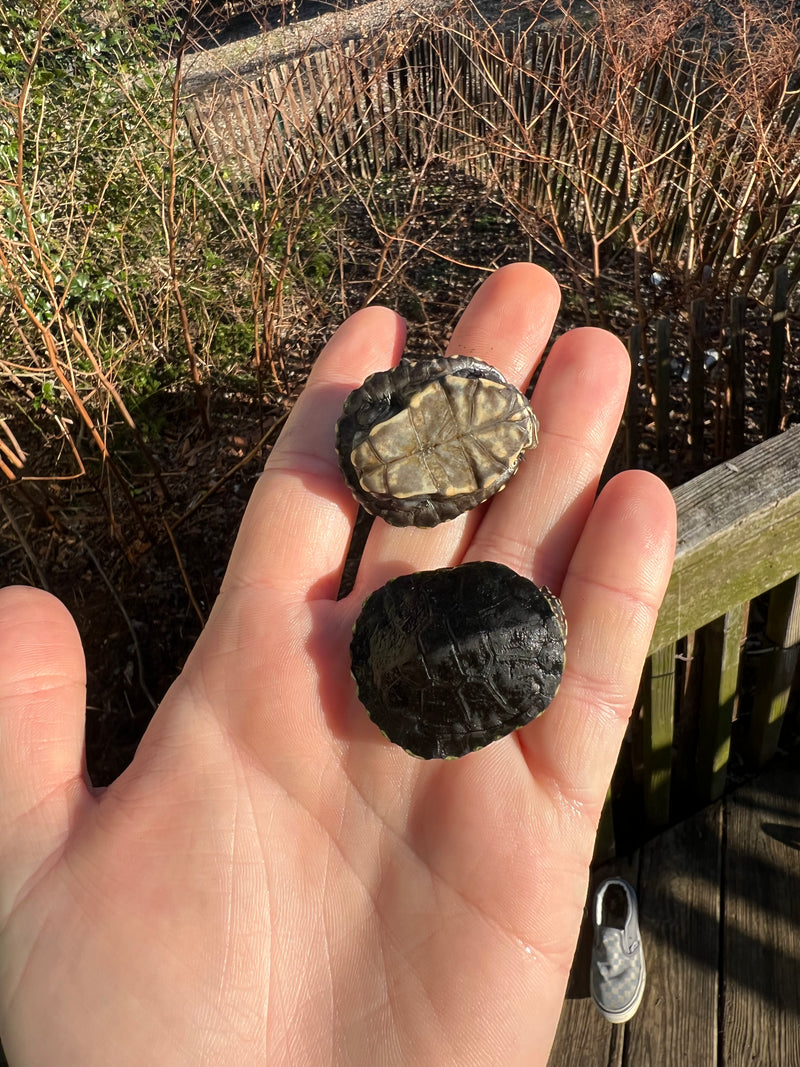 African Keeled Mud Turtle Babies For Sale American Reptile Distributors
