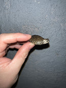 Concentric Diamondback Terrapin 2022 (Malaclemys terrapin)
