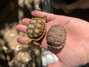 Patternless African Spurred Tortoise Baby (Centrochelys sulcata)