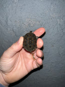 Concentric Diamondback Terrapin 2022 (Malaclemys terrapin)