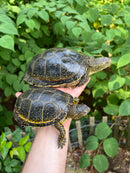 Hi  Yellow Adult European Pond Turtle Pair 2 (Emys orbicularis)