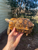 Homes Hinge-back Tortoise Adult Pair 5 (Kinixys homeana)