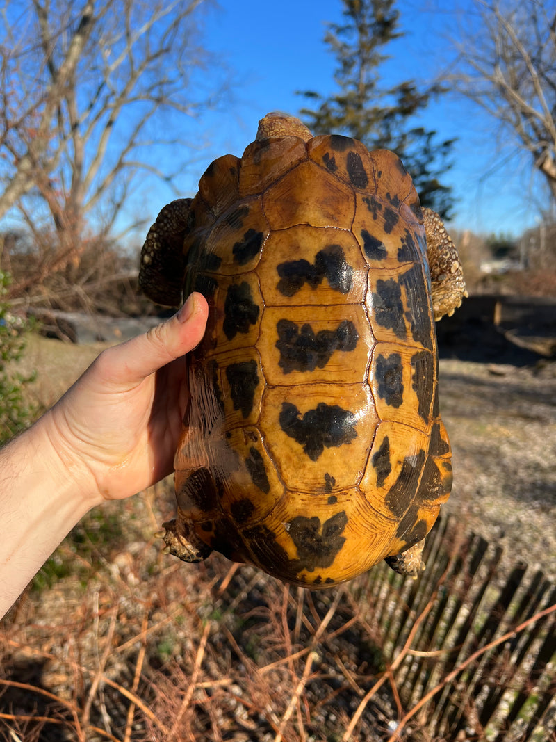 Forstens Tortoise Adult  Male 7 (Indotestudo forstenii)